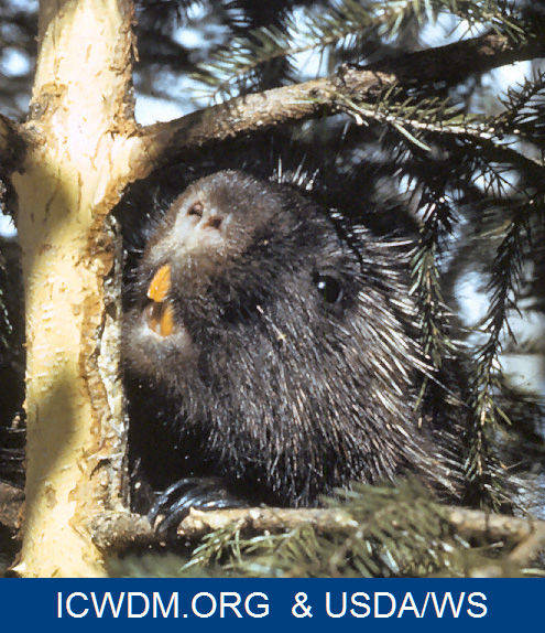Porcupine chewing on a pine tree
