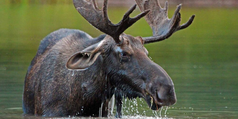 Moose