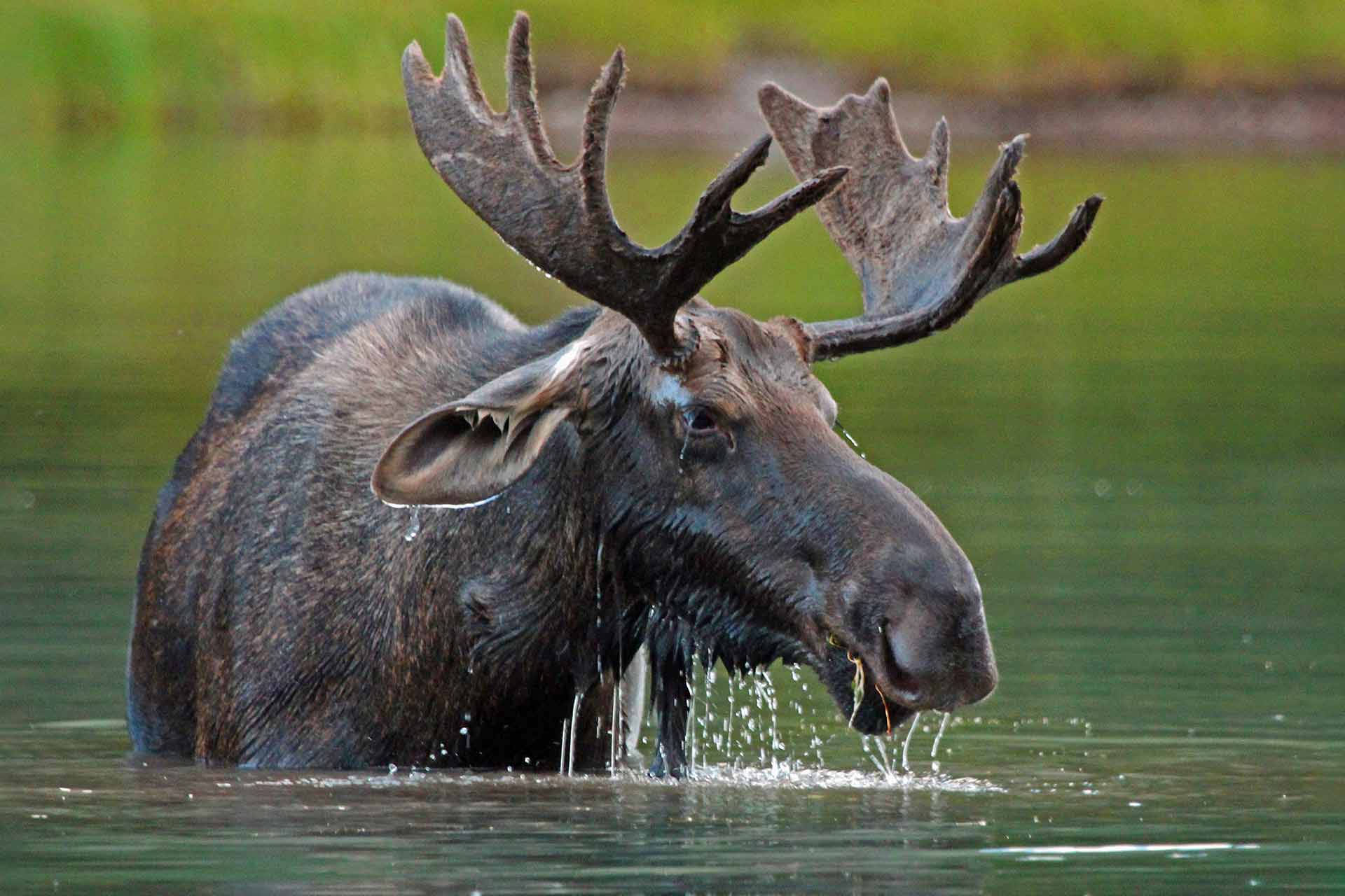 Moose