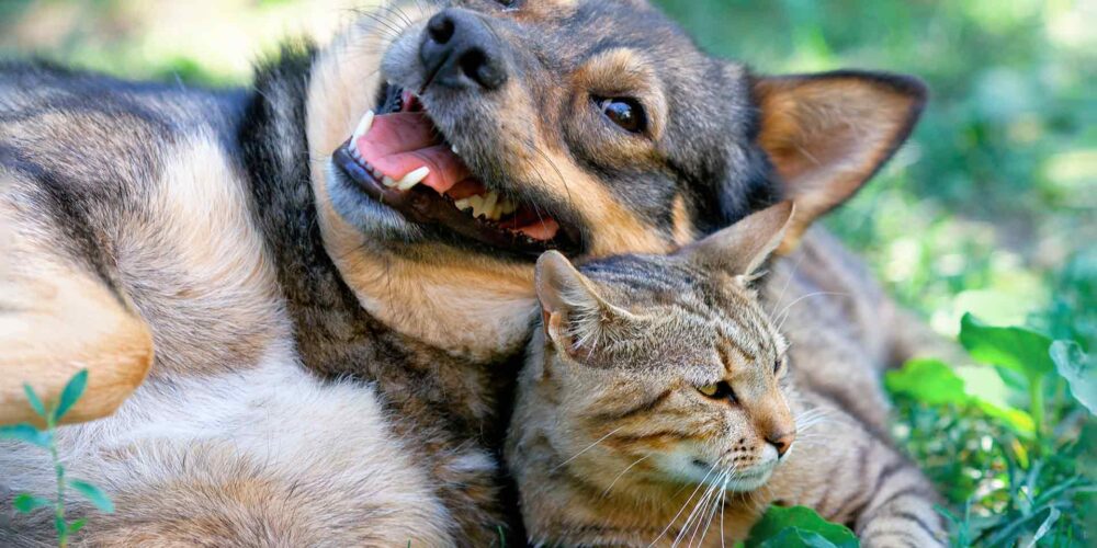 Dog and cat