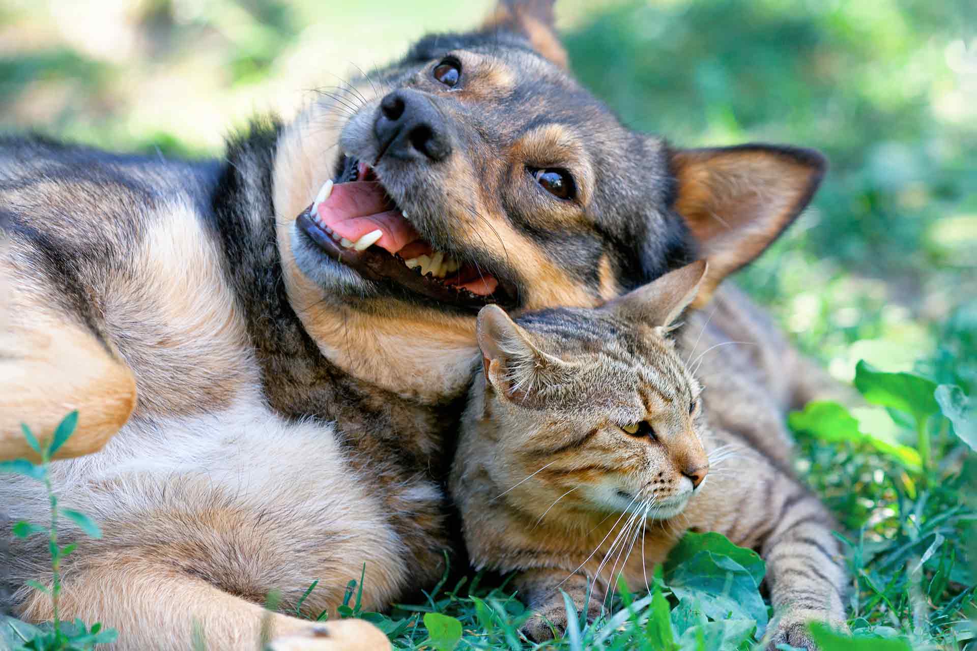 Dog and cat