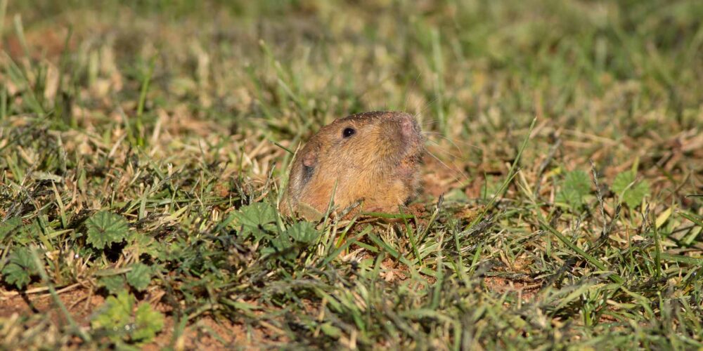 Pocket gopher