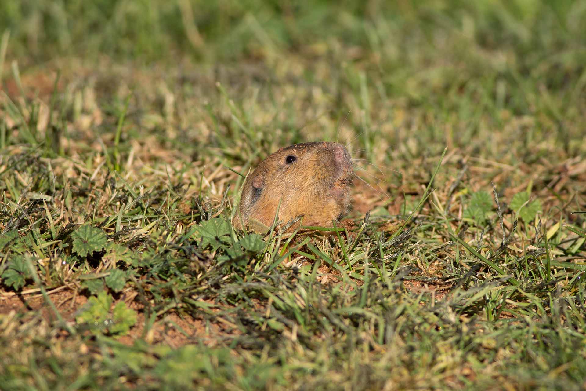 Pocket gopher