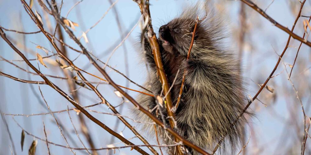 Porcupine