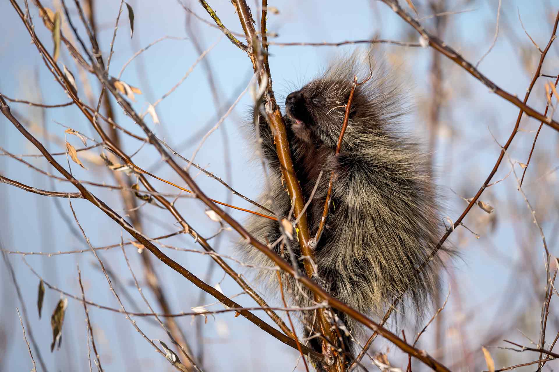 Porcupine