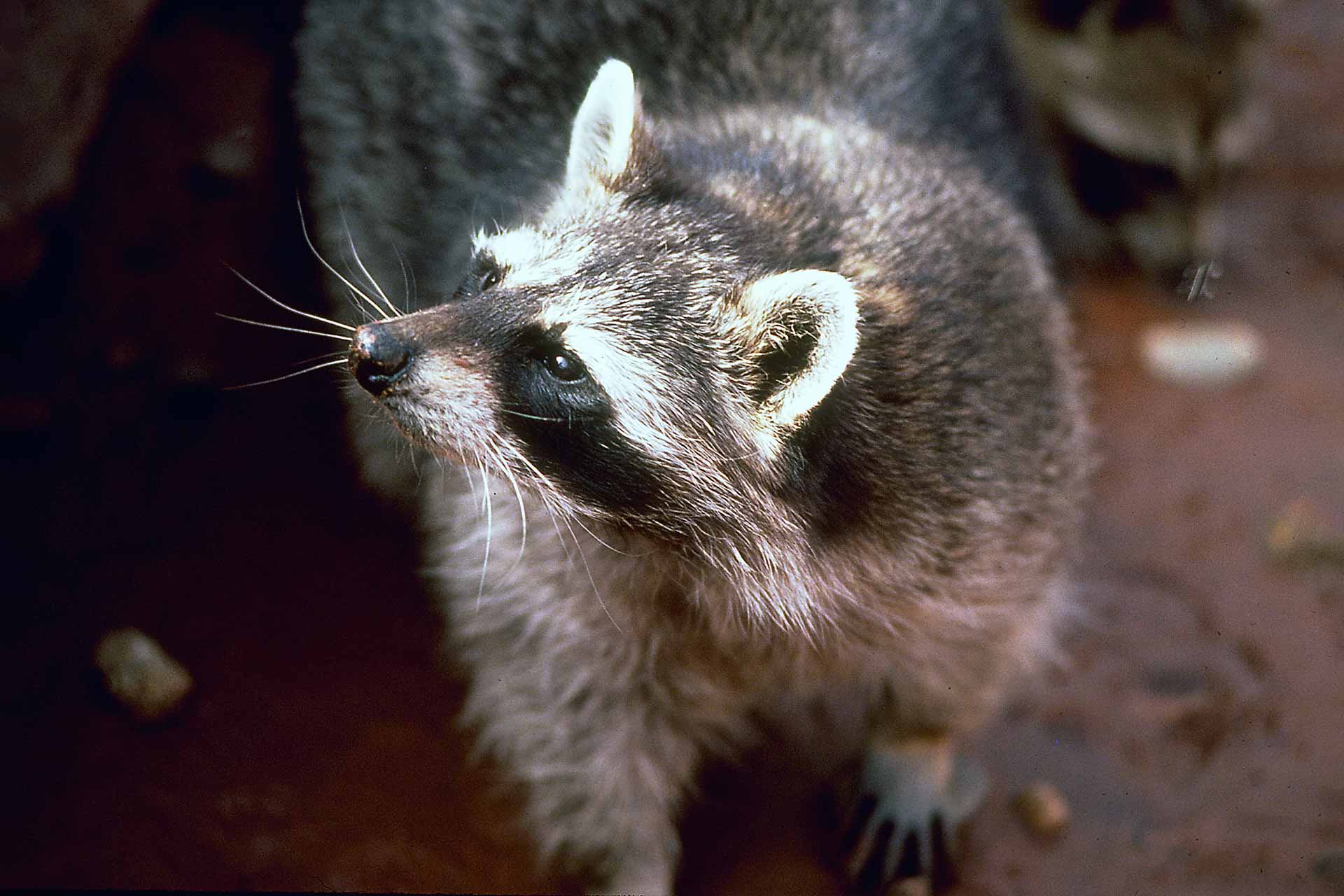 Raccoon