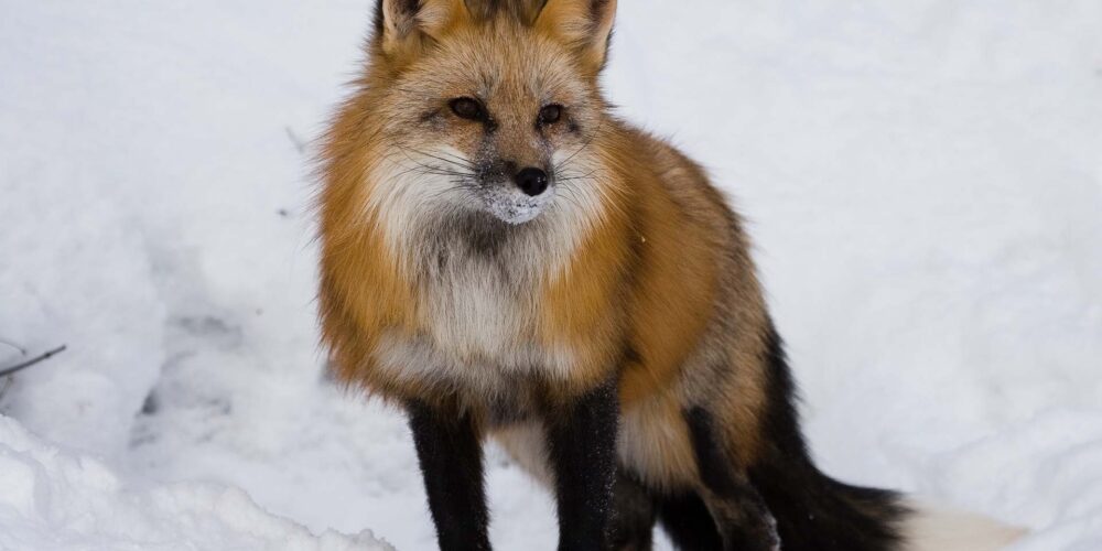 Red fox