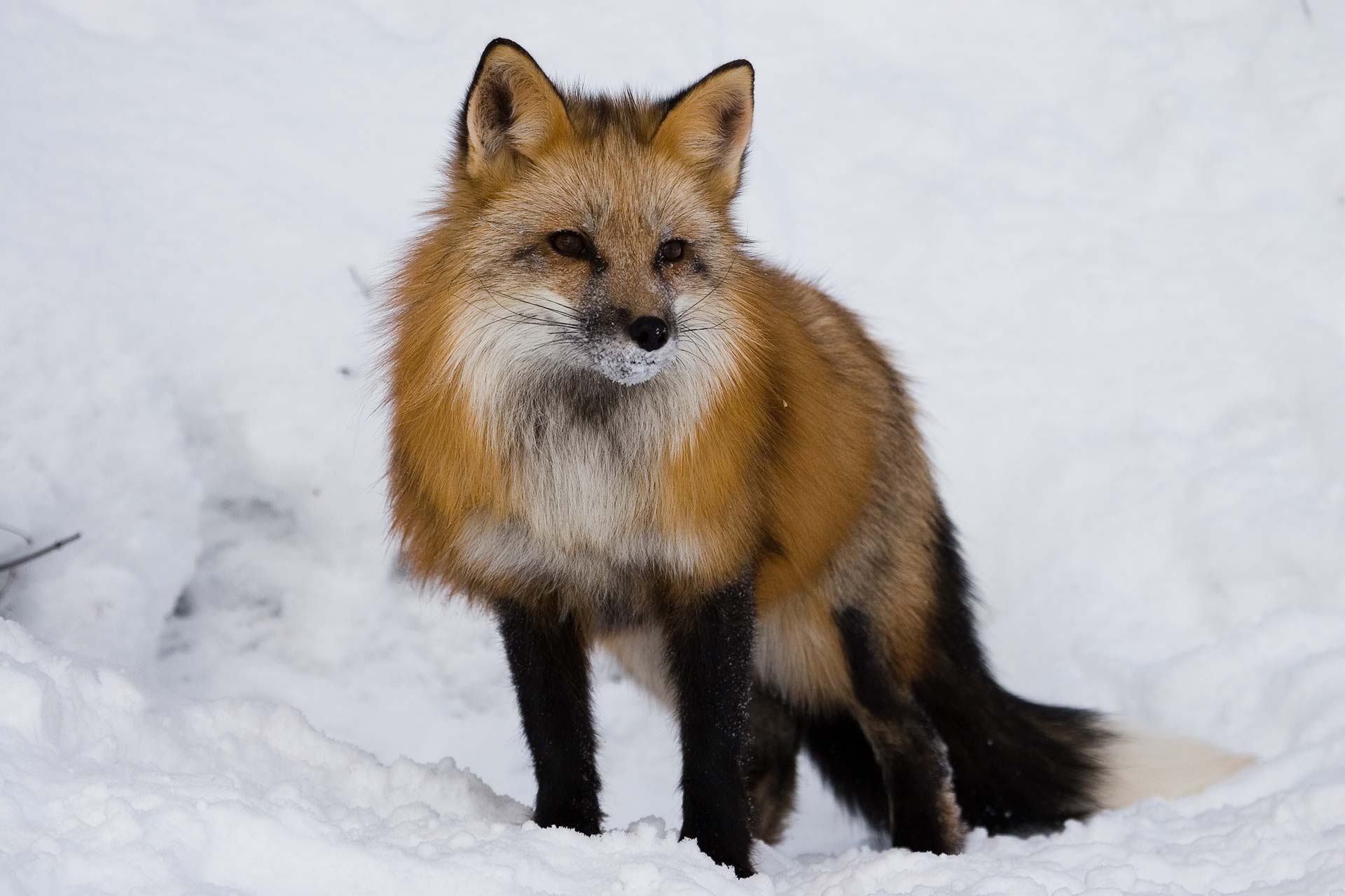 Red fox