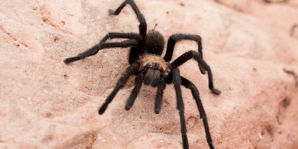 Tarantula spider in southern Utah