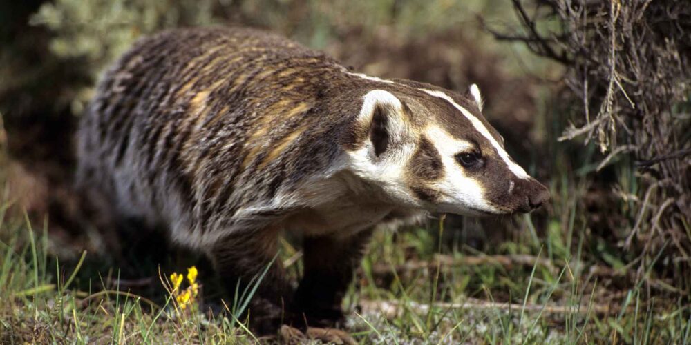 Badger