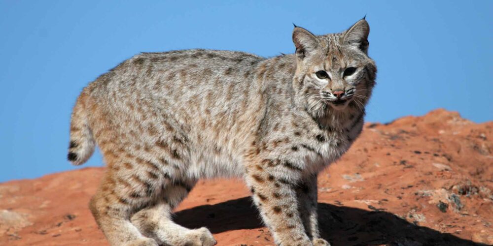 Bobcat