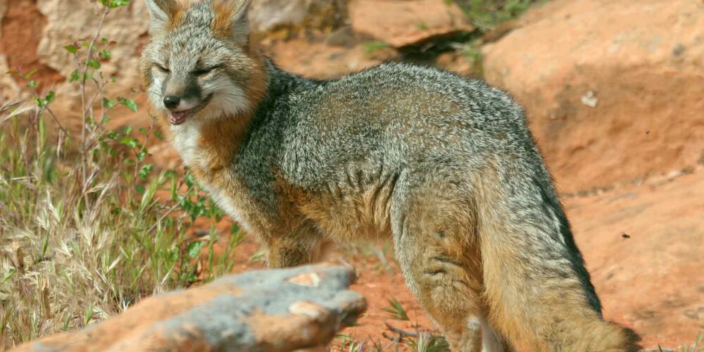 Gray fox