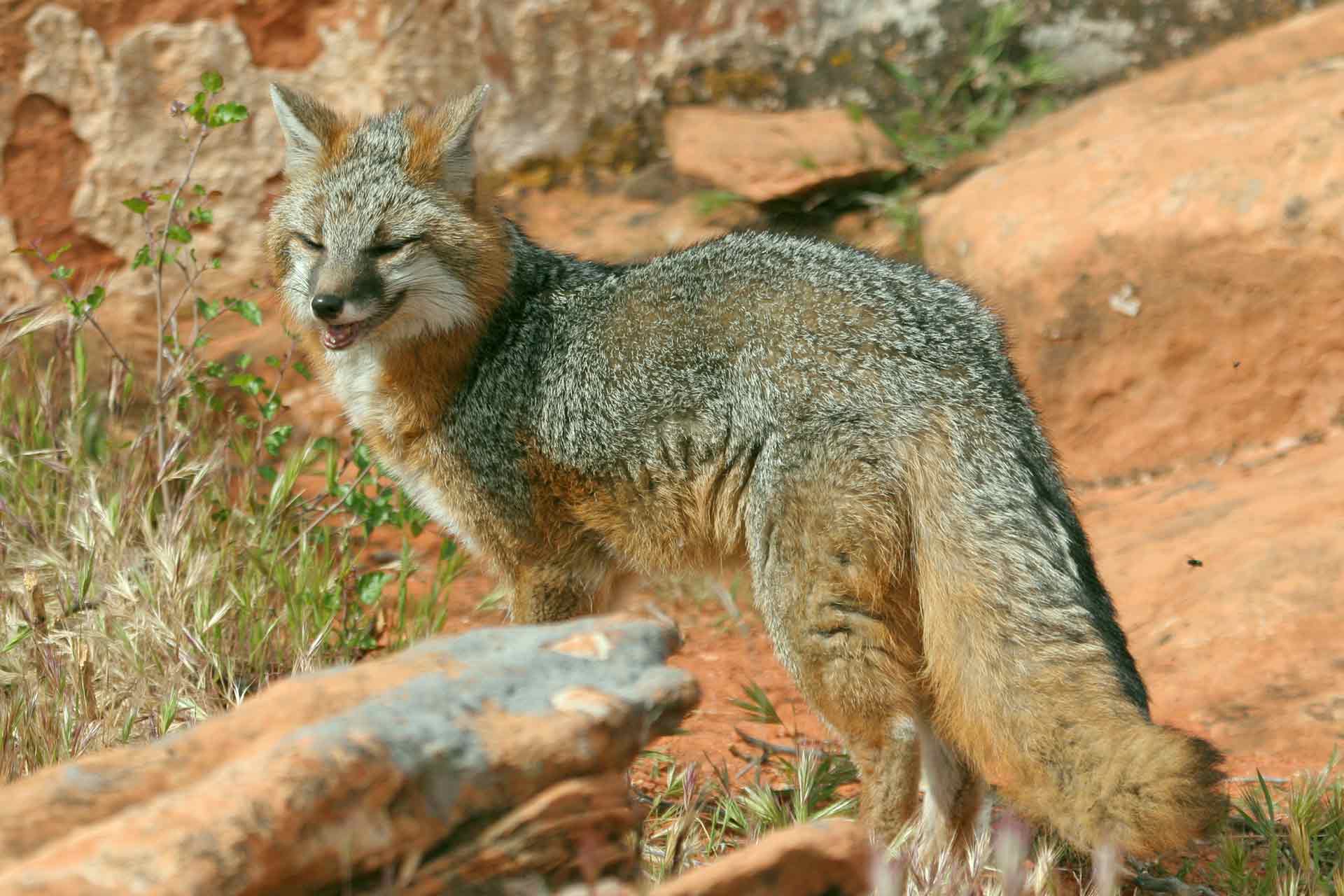 Gray fox