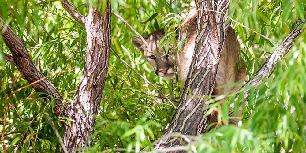 Cougar in tree