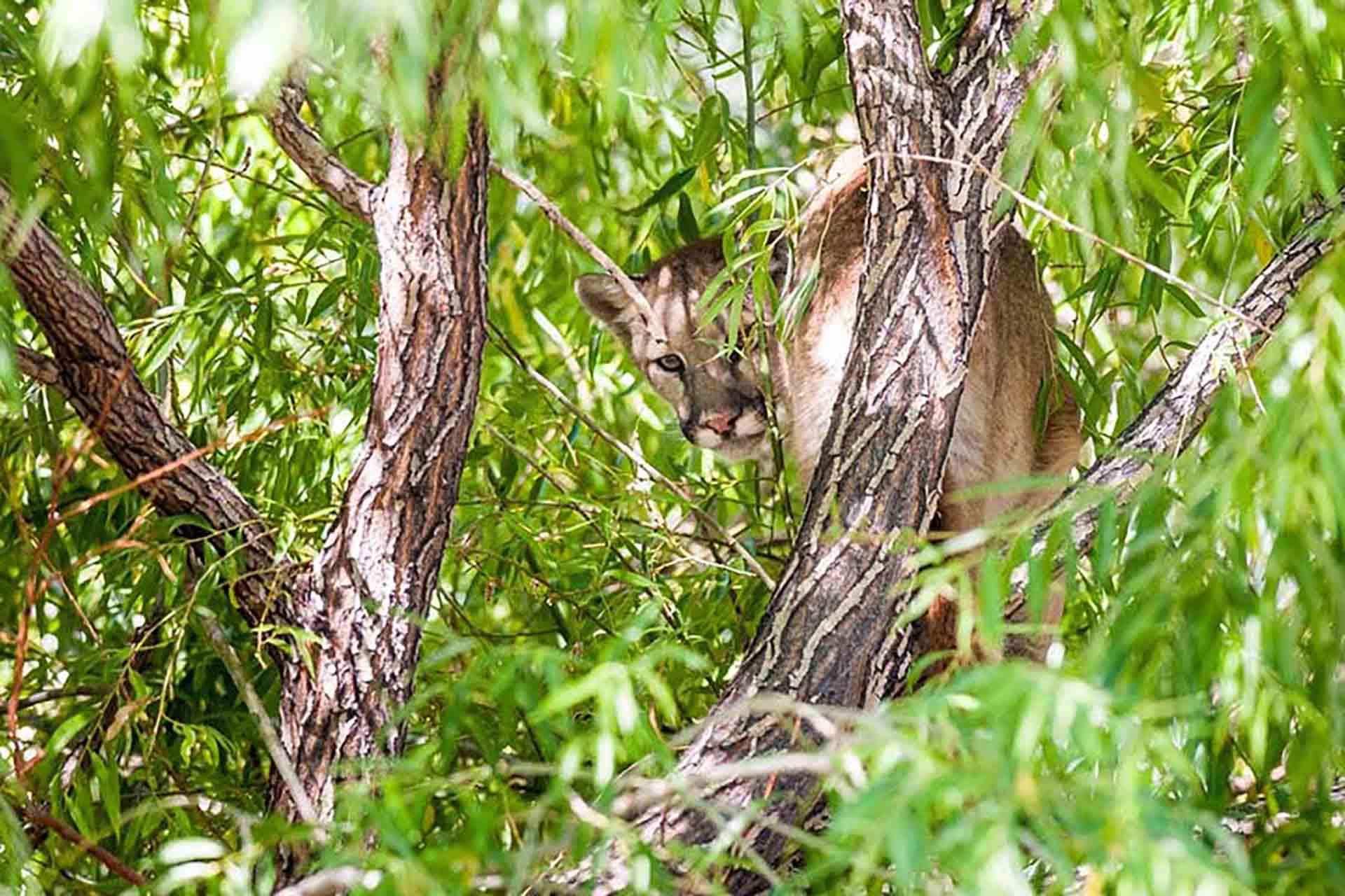 Cougar in tree