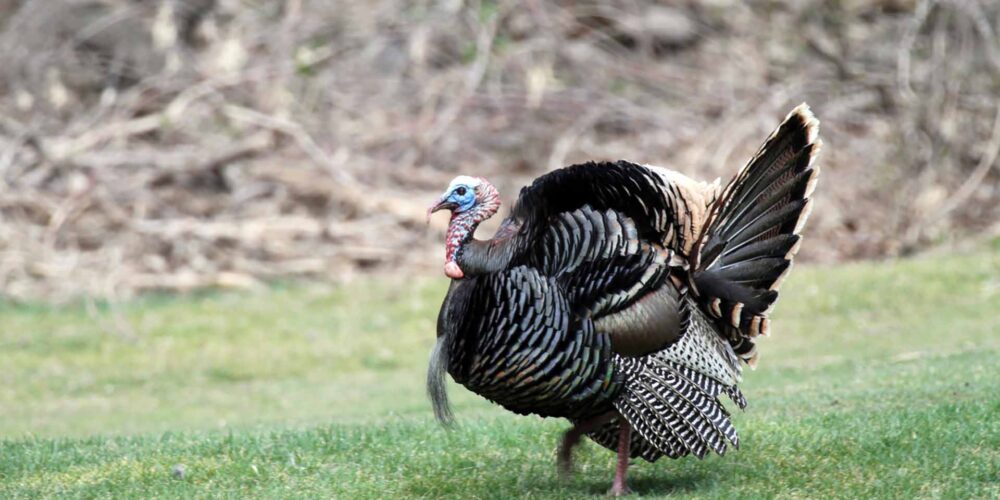 Wild turkey