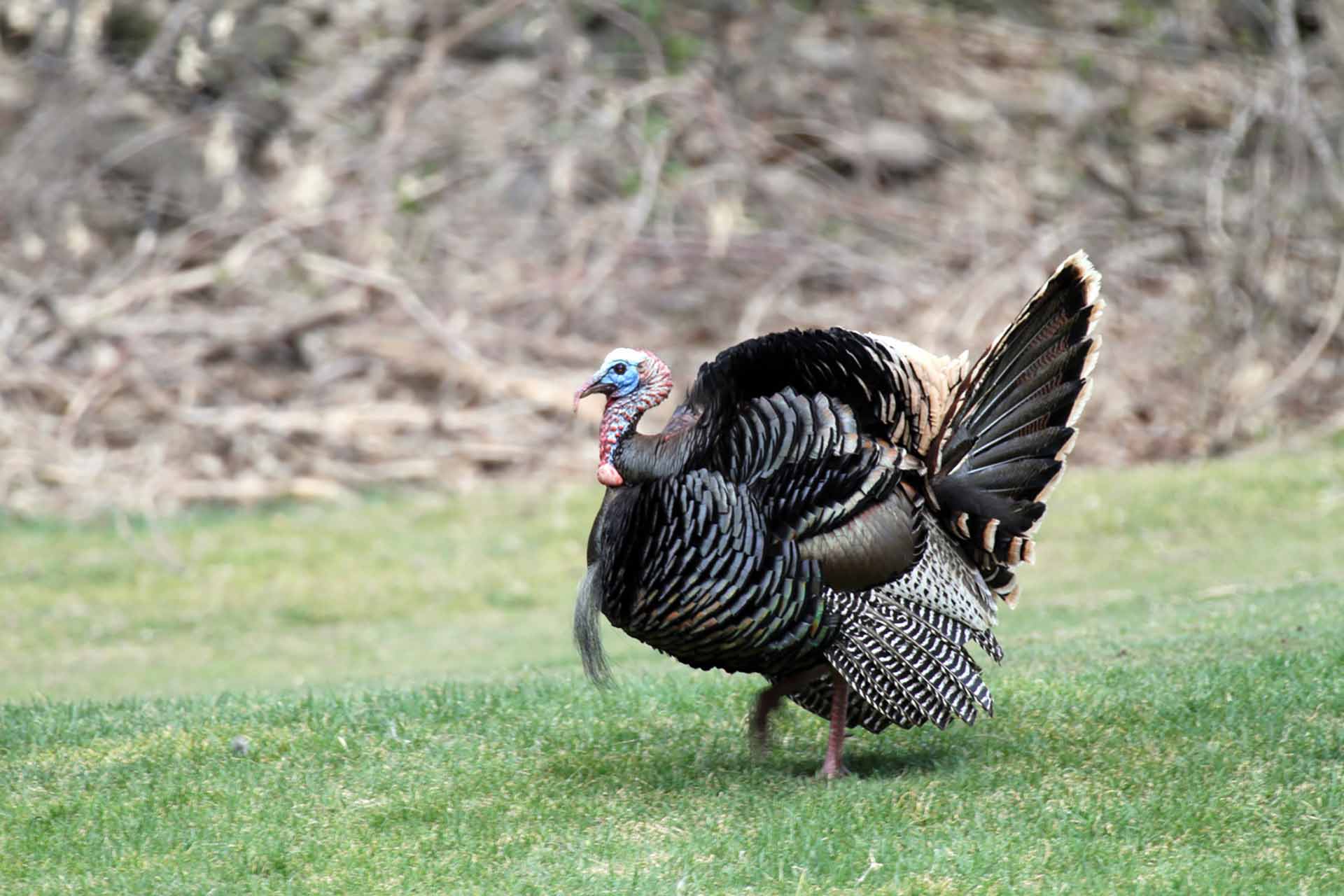 Wild turkey