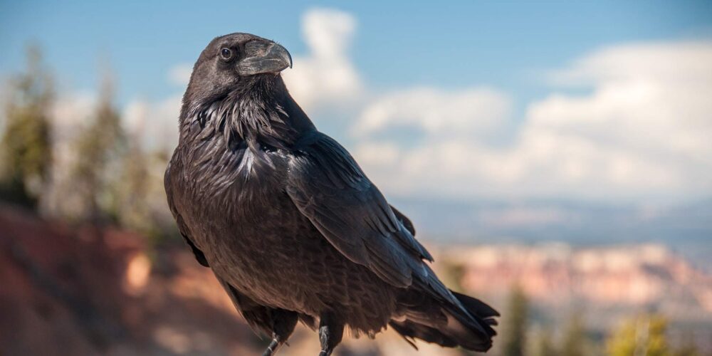 Raven perched on a rock above Bryce Canyon