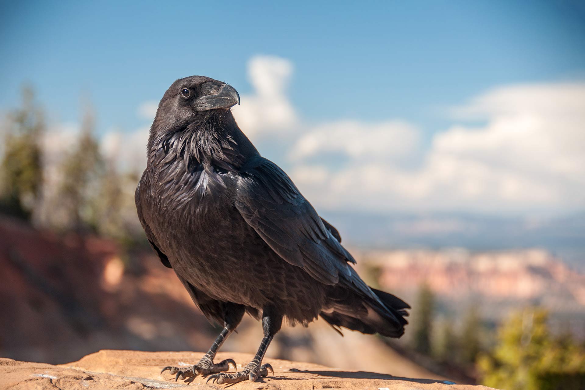 Raven perched on a rock above Bryce Canyon