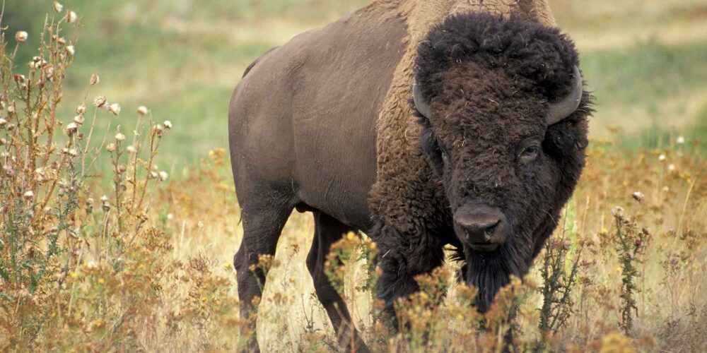 Bison in a grassy field near the Henry Mountains