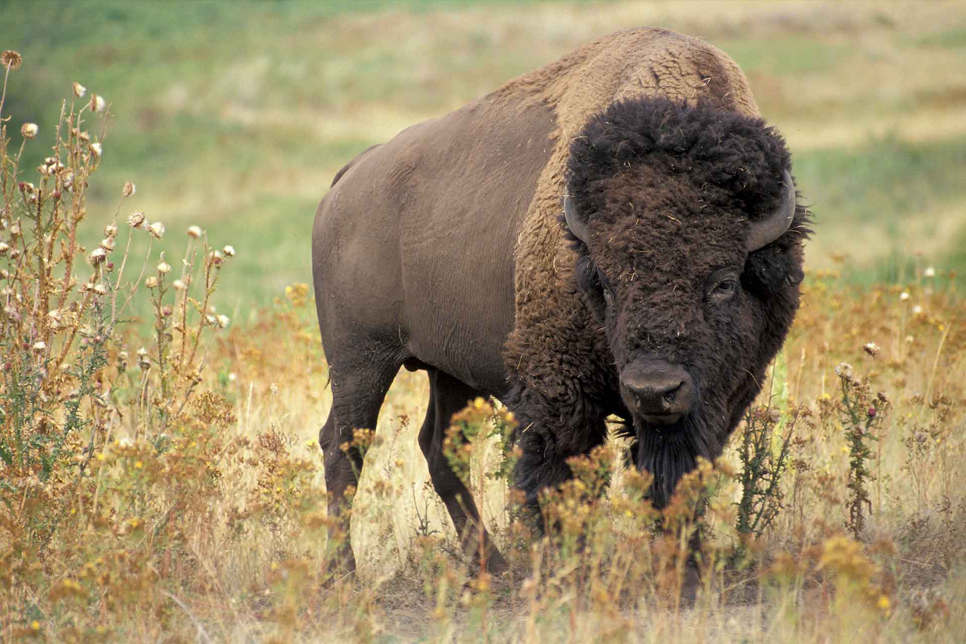 Bison in a grassy field near the Henry Mountains