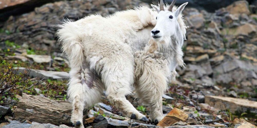 Mountain goat on a rocky hill