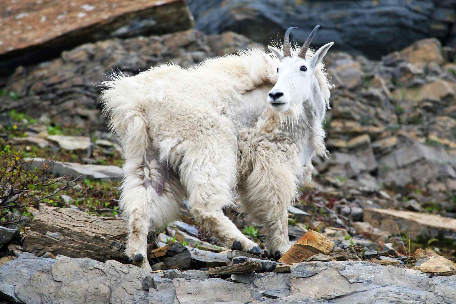 Mountain goat on a rocky hill