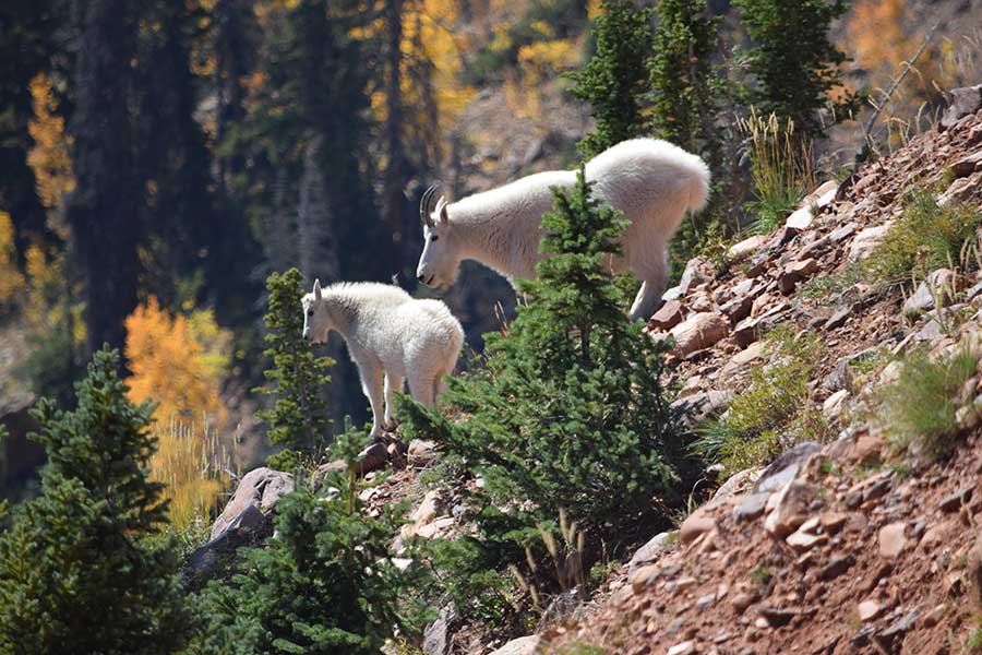 Mountain goat and kid in the Uintas